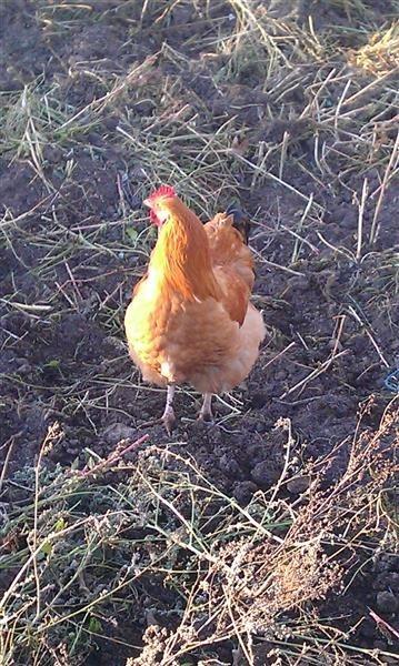 Gjeli-