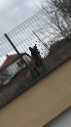 Belg