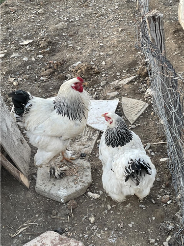 Brahma 