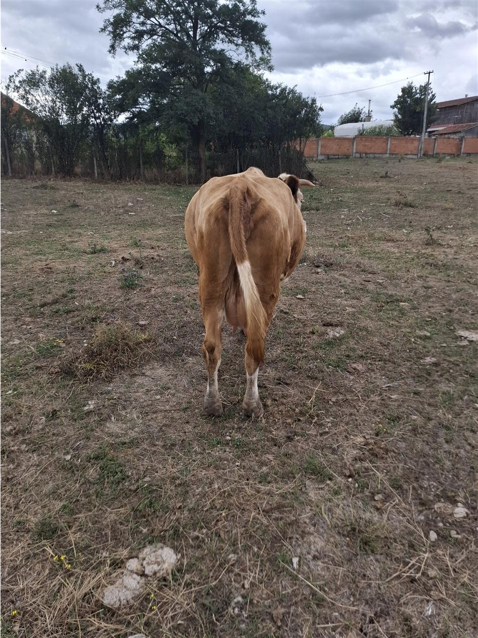 Lop-shterrp