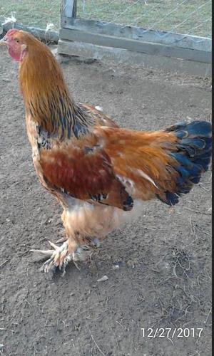brahma buff