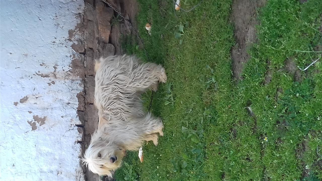 Bubi