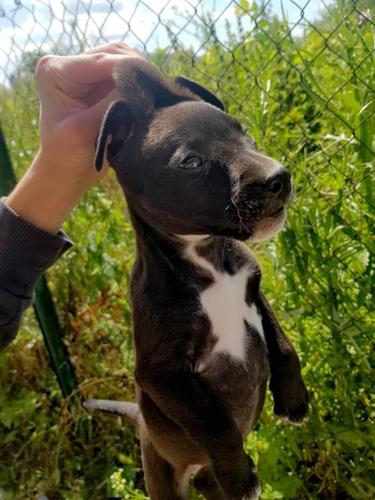 pitbull