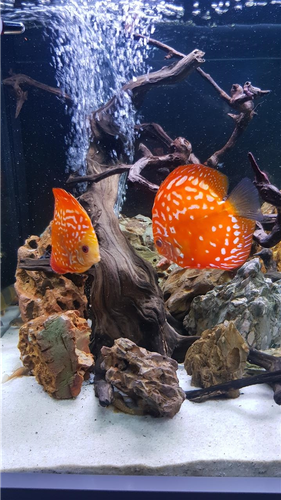 Discus