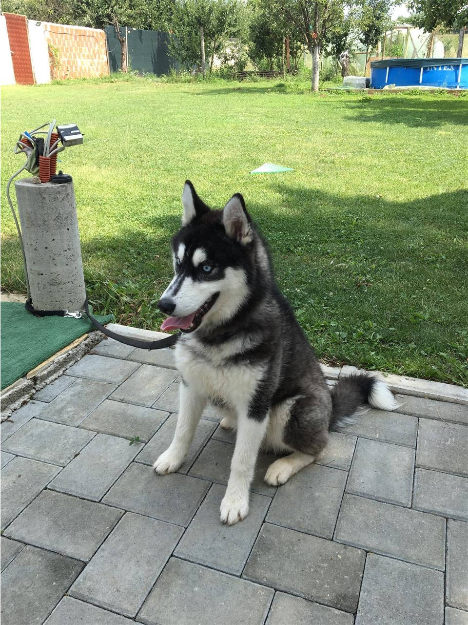 Haski
