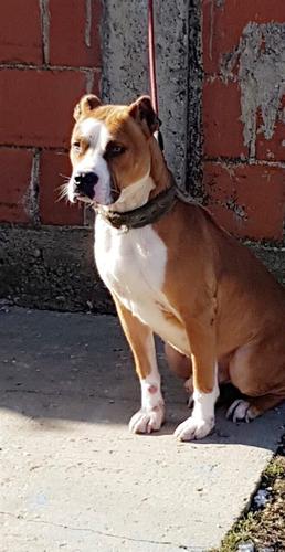 Pitbull