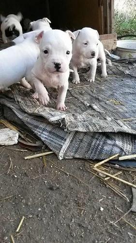 Pit Bull