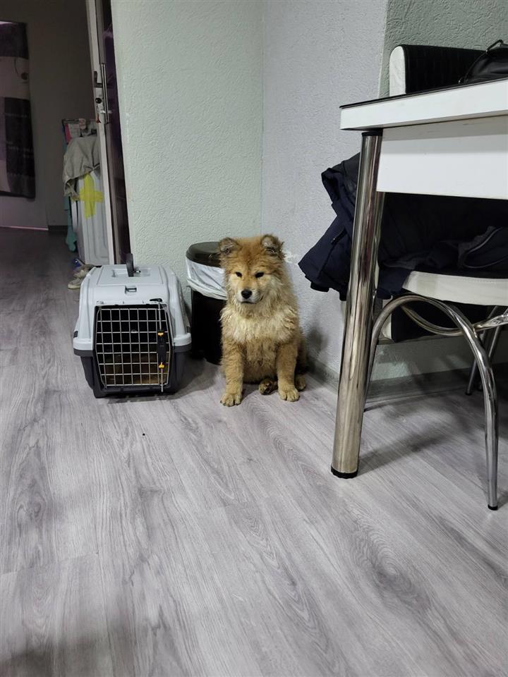 Chow-chow