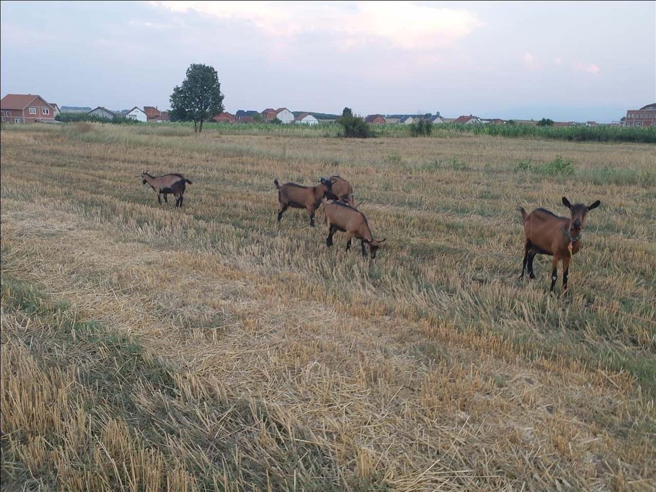Shiten-dhitë-Alpine