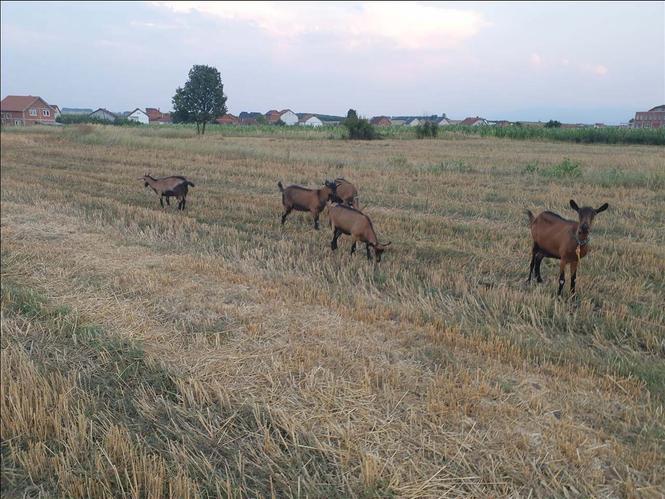 Shiten dhitë Alpine