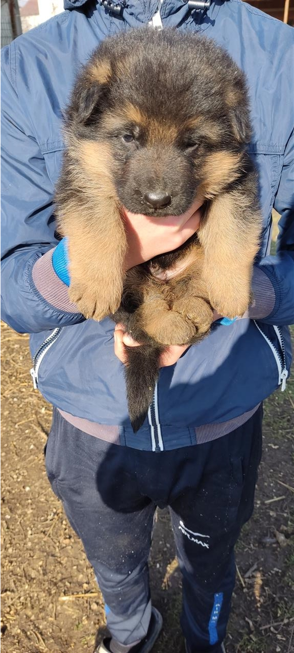 German-shepherd-pappies