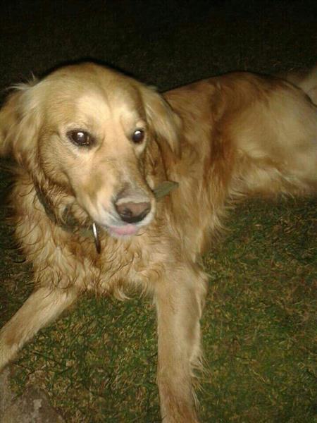 Qeni