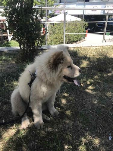 Chow Chow