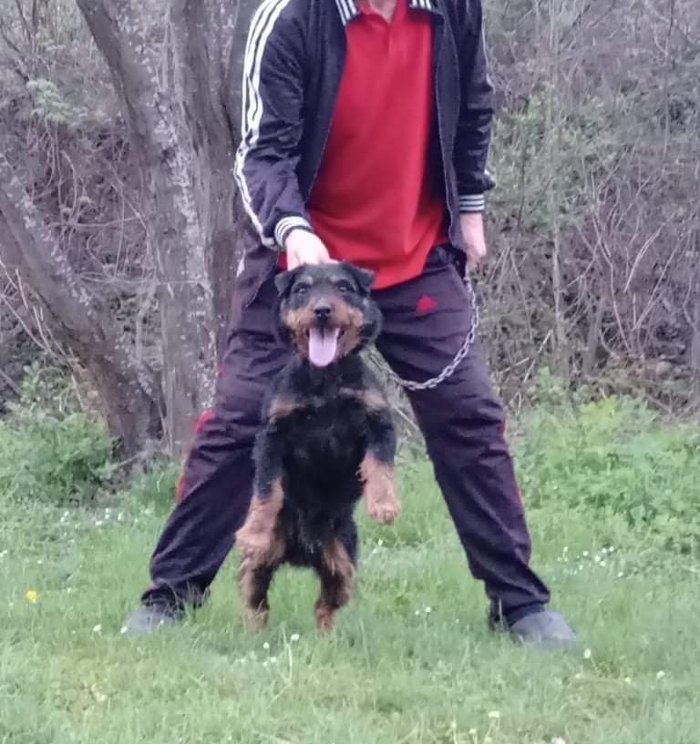 Terrier
