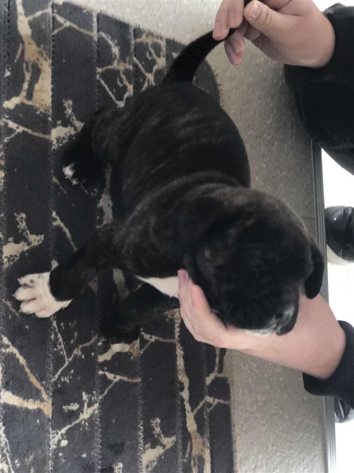 Cane-Corso