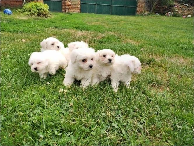 Mini maltezer