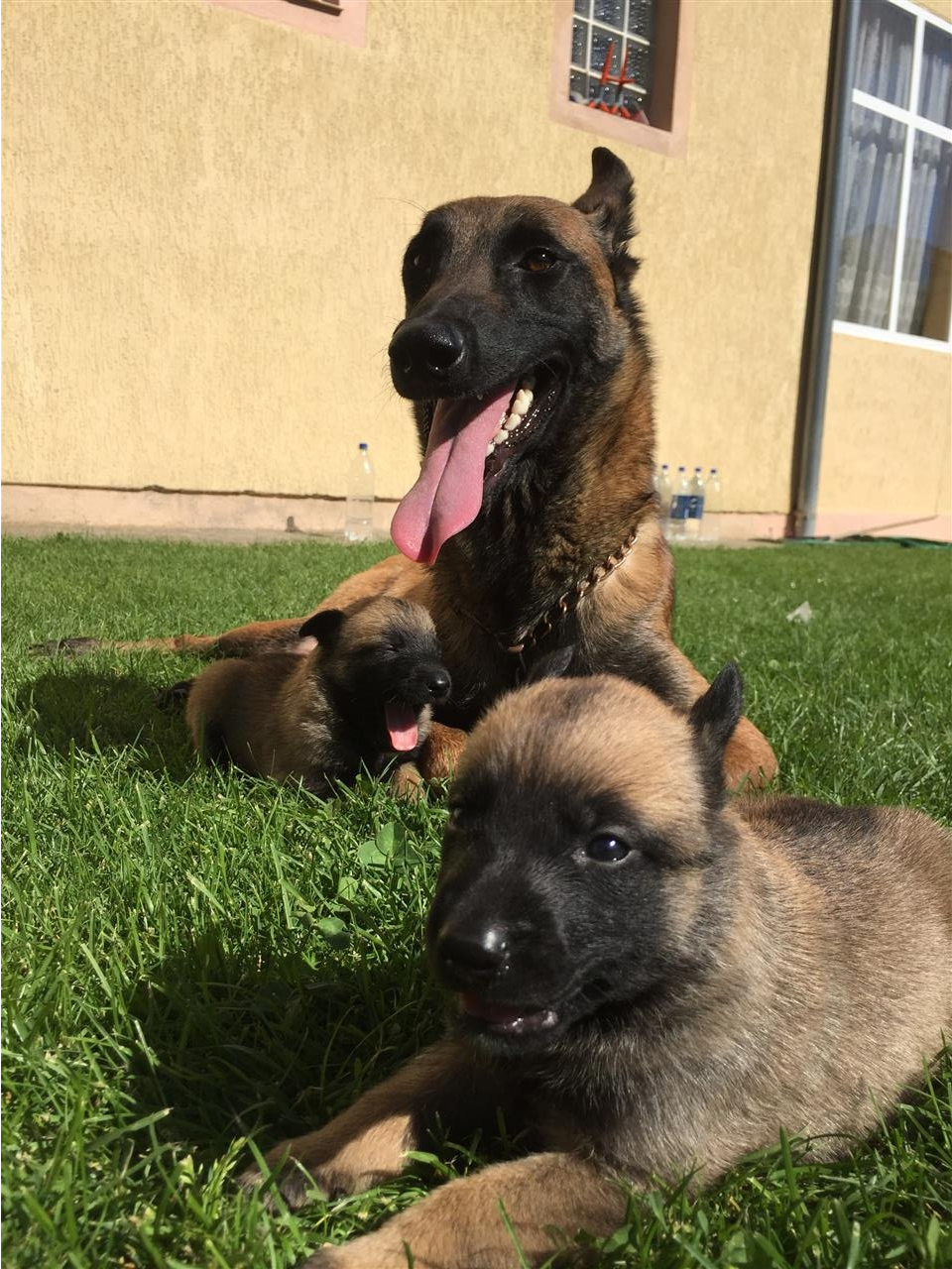 Belgian-Malinois-