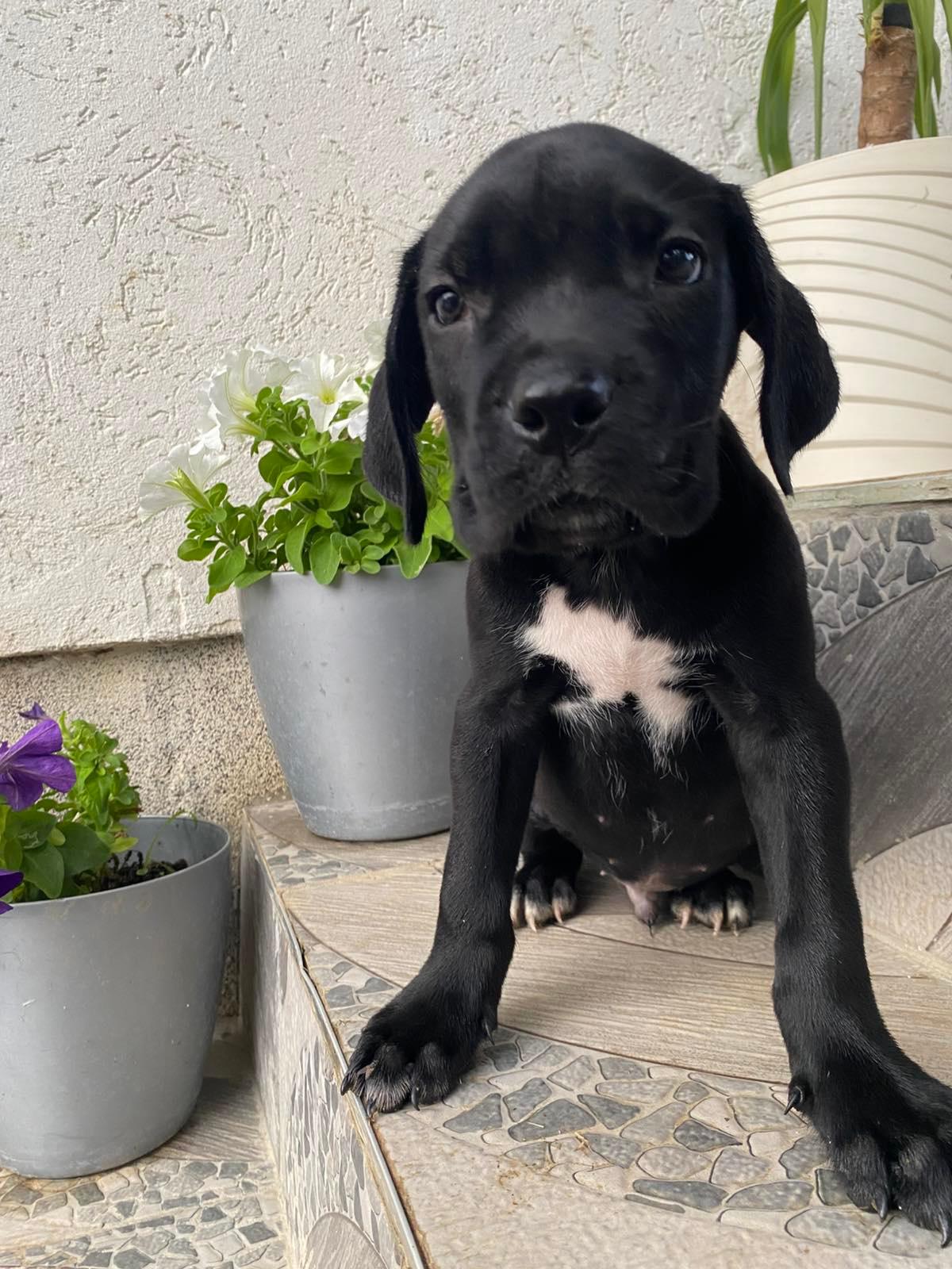 Cane-Corso