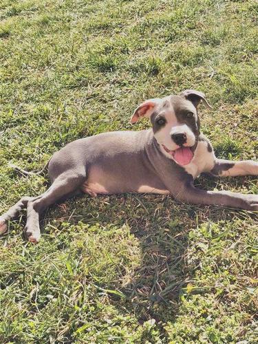 Pitbull blu nose