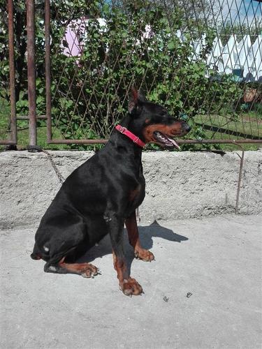 Doberman 