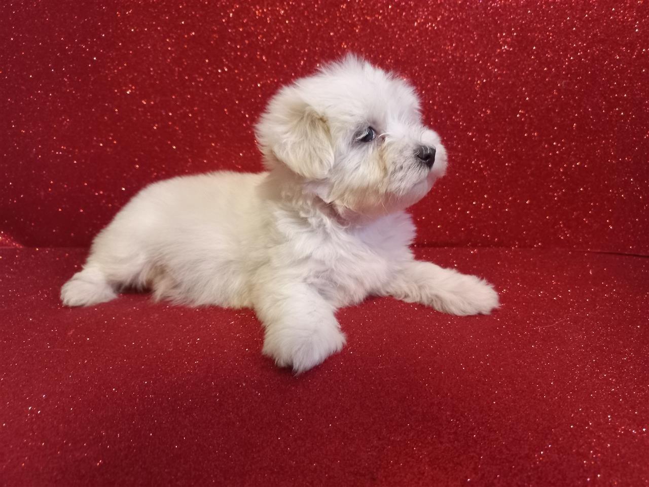 Maltezera