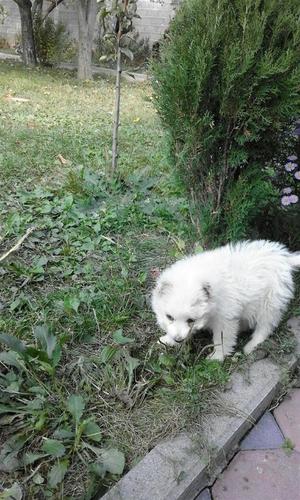 Bubi