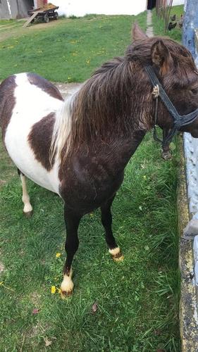 Shitet Poni