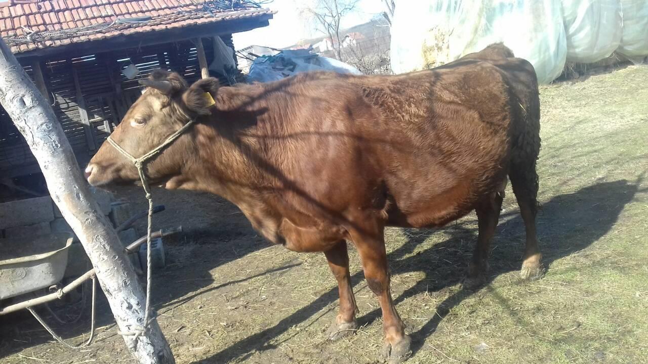 Lope