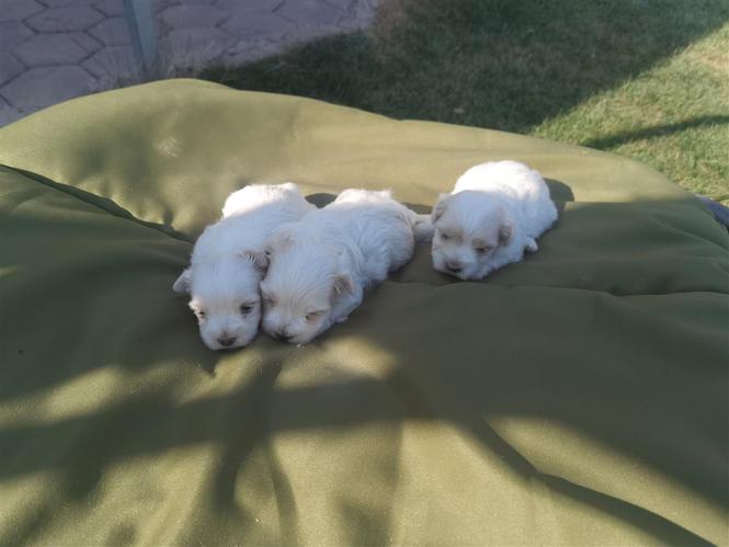 MINI MALTEZER
