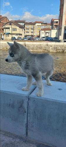 Husky bluu