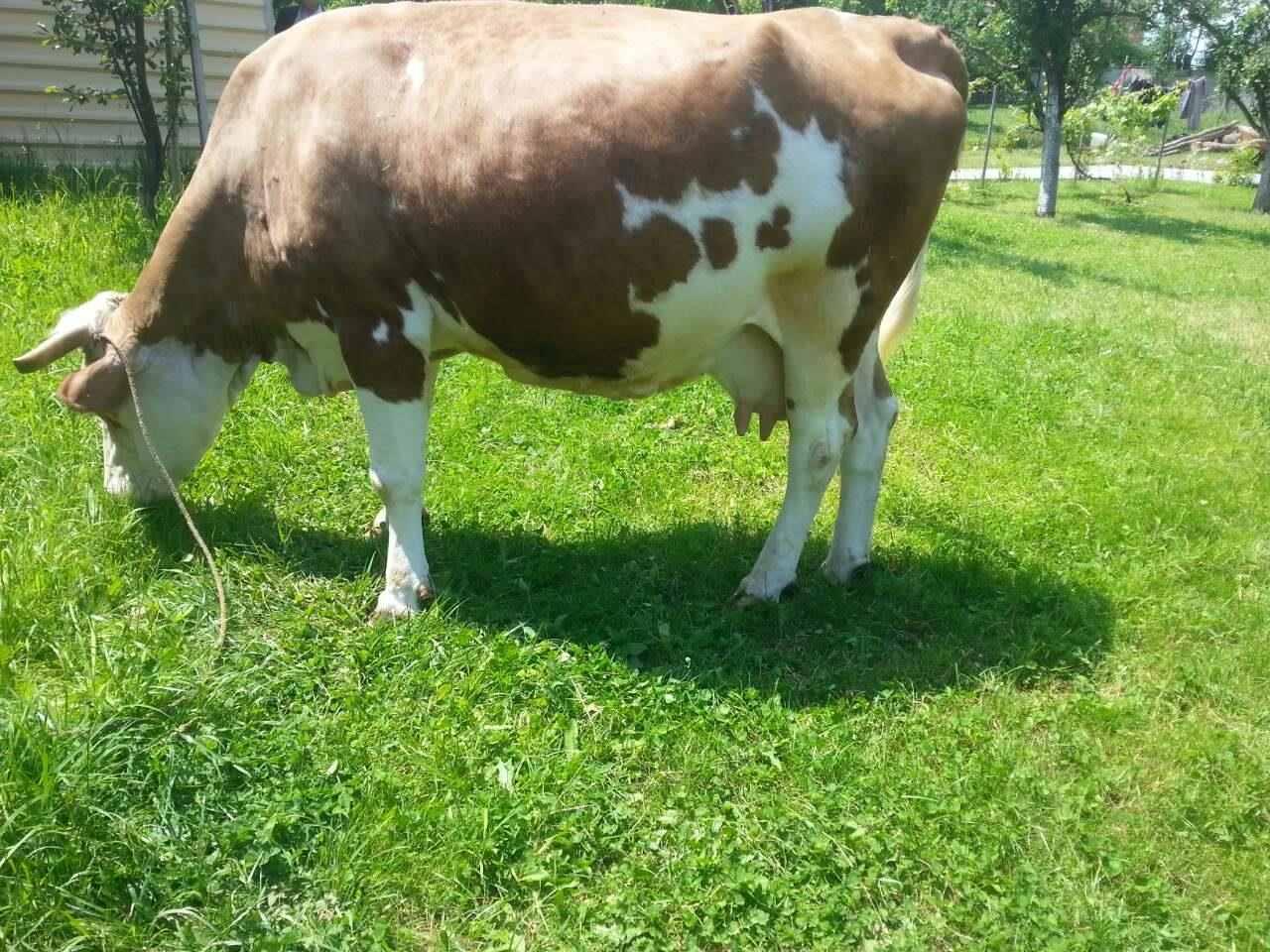 Lope-1850-