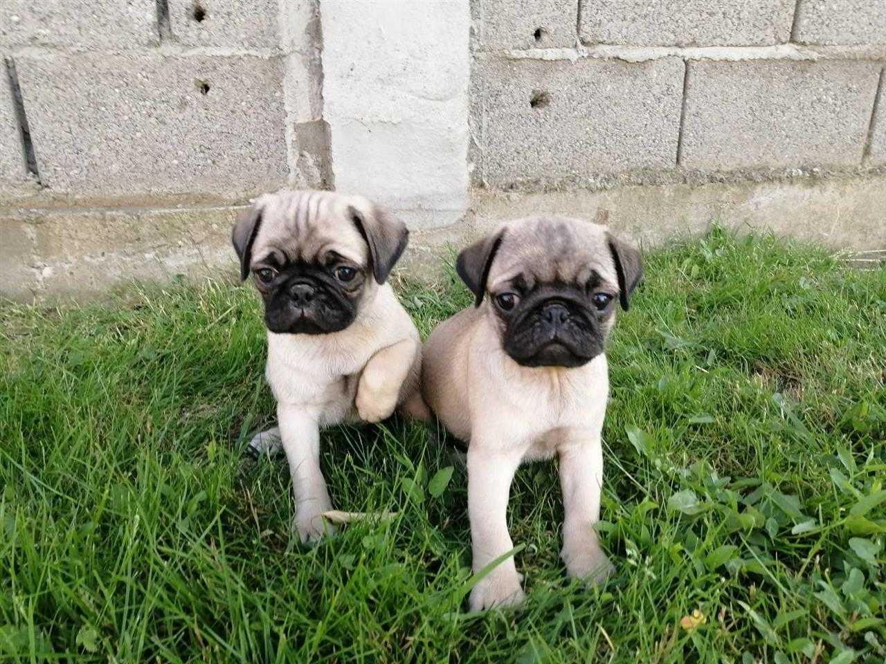 Pugg
