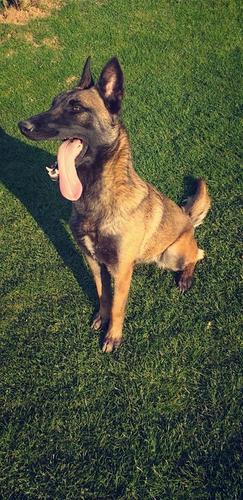 Malinois Belg