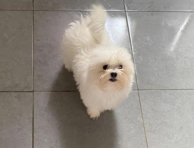 Maltezer