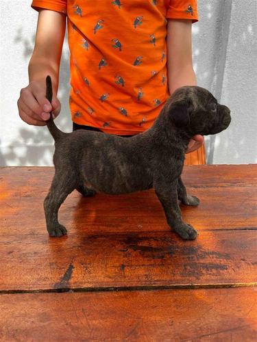 Cane Corso