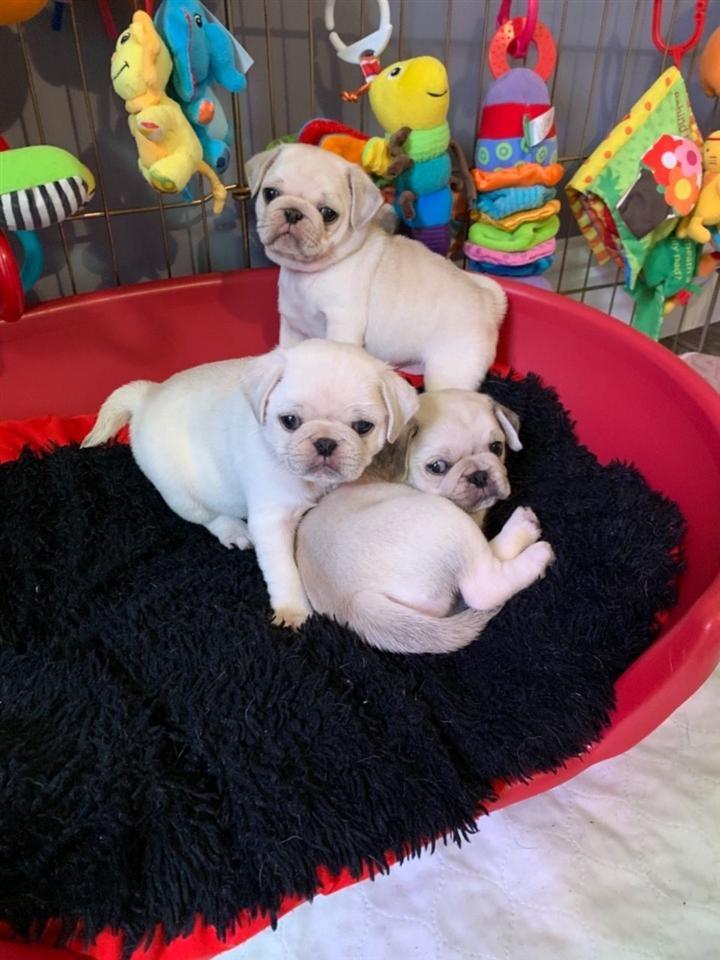 Këlyshët-Pug