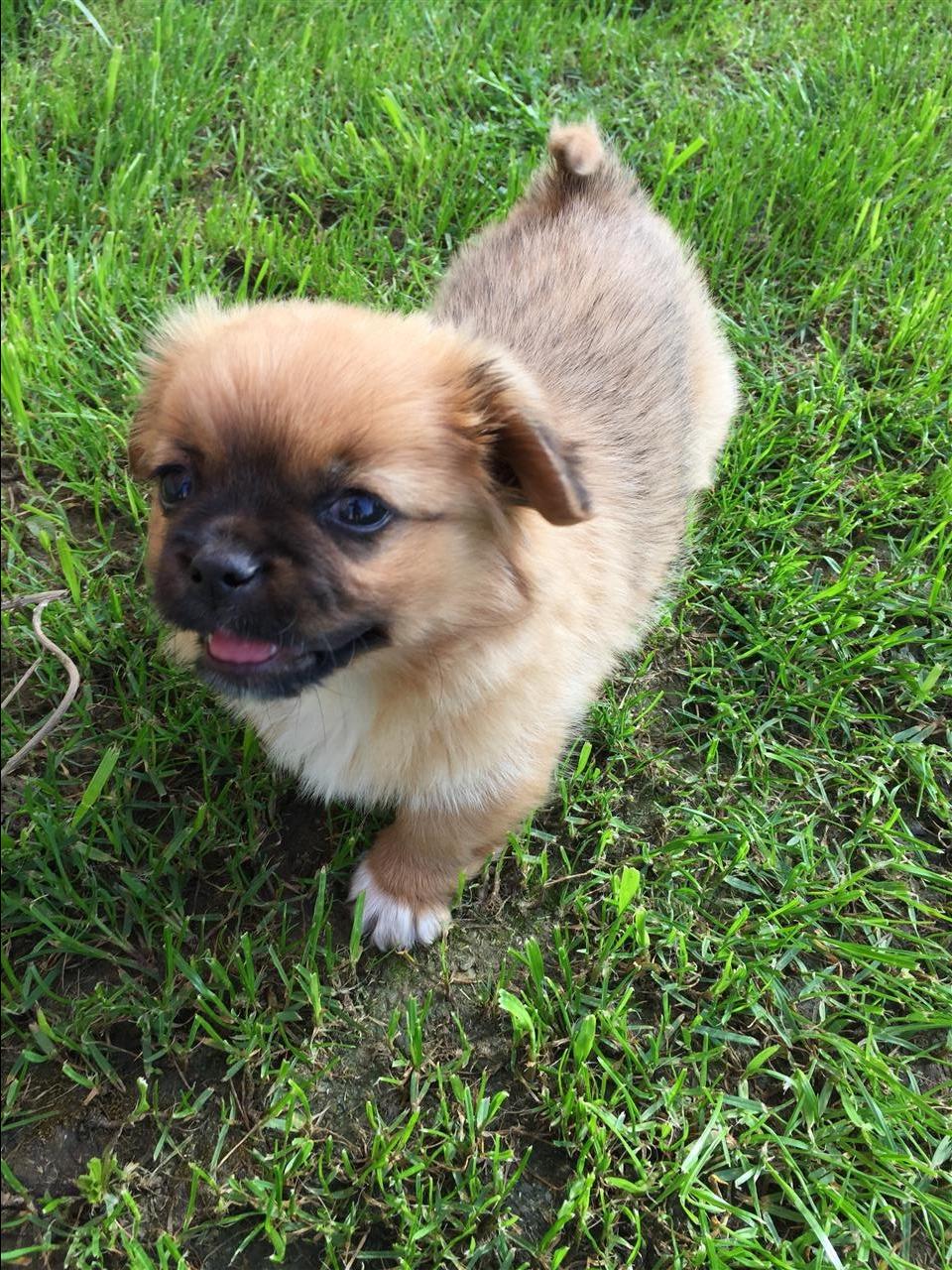Pekinizer-