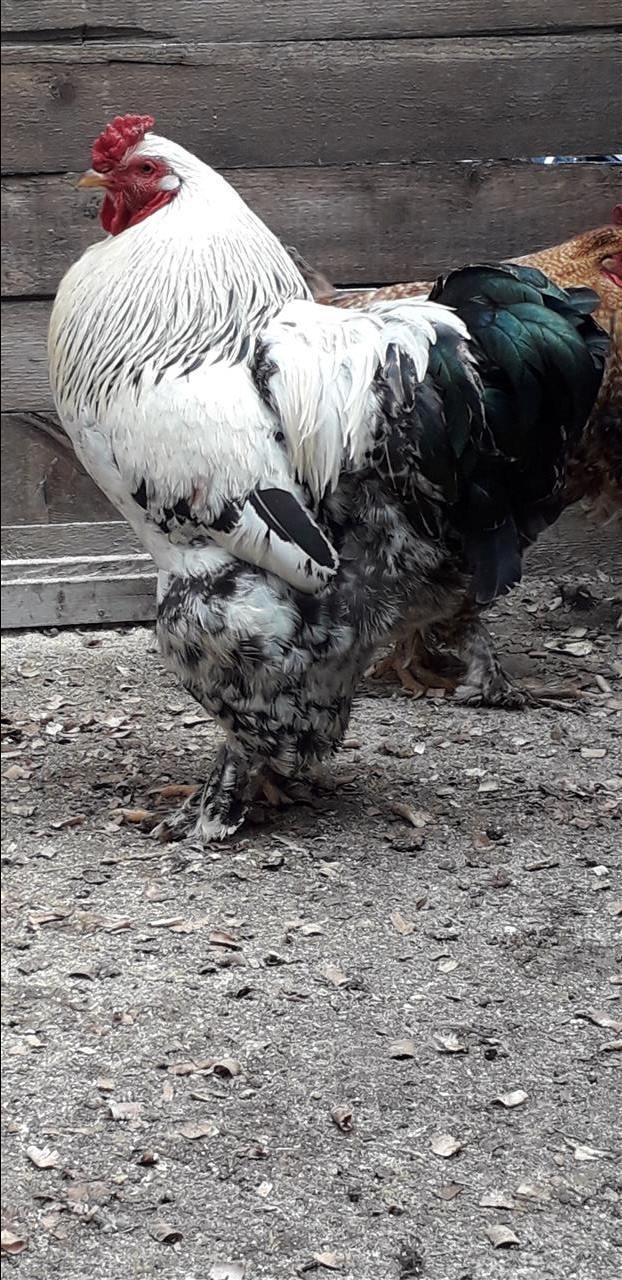 kendujsi
