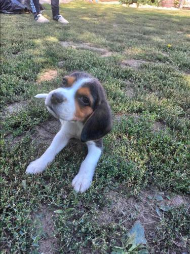 Beagle