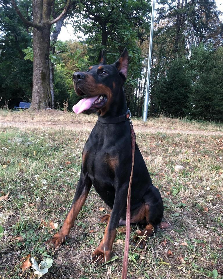 Doberman
