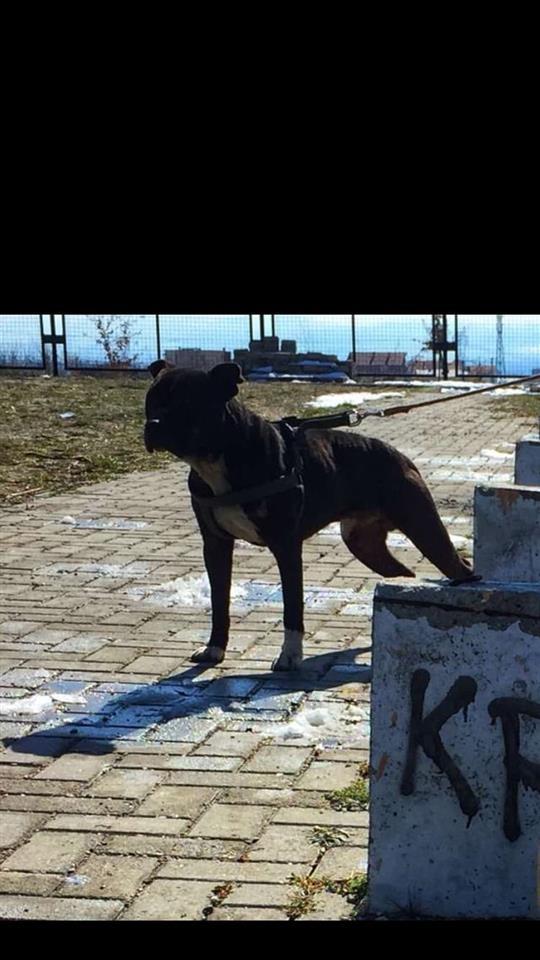 Pitbull