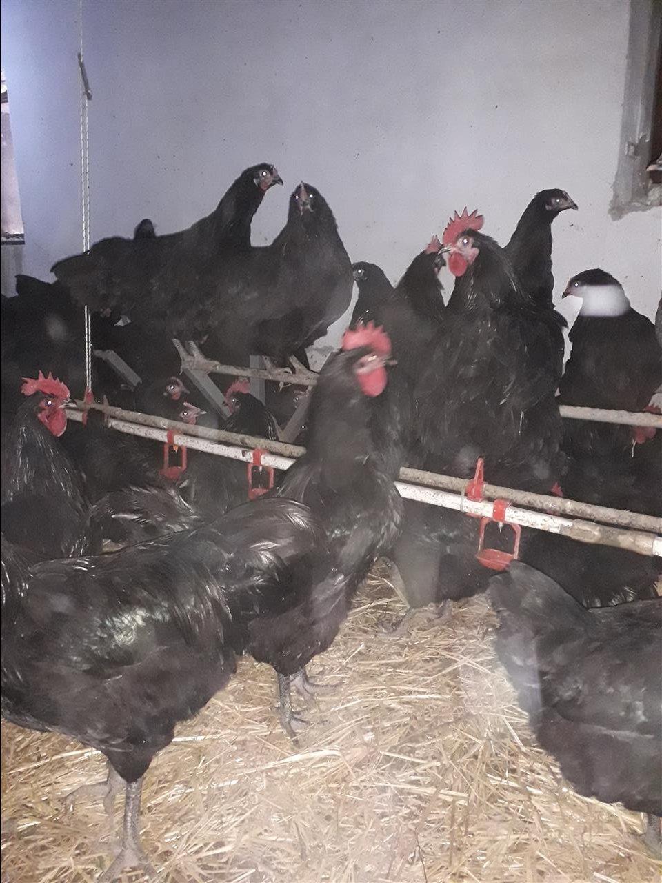 Pula-australorp