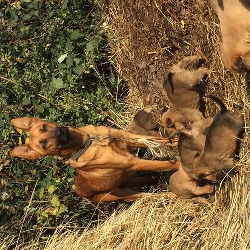 Malinois