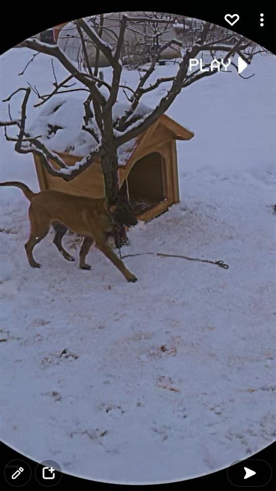 Belgian-Malinois
