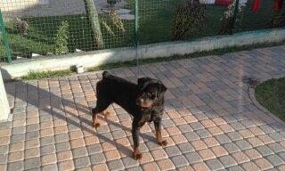 Rottwajller