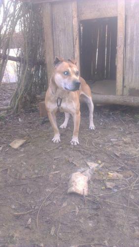 Qen pitbull