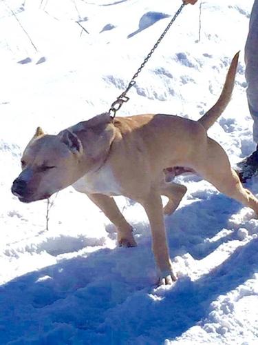 Pitbull