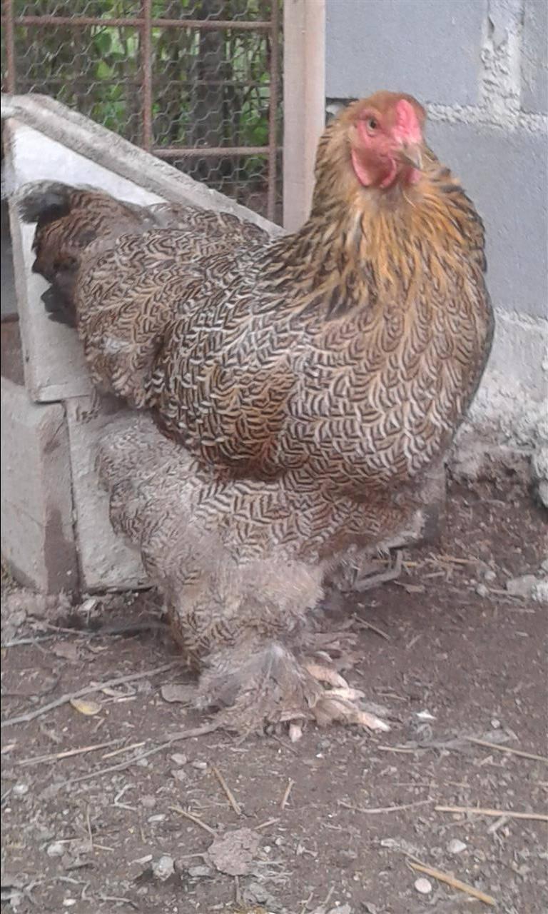 brahma-golld