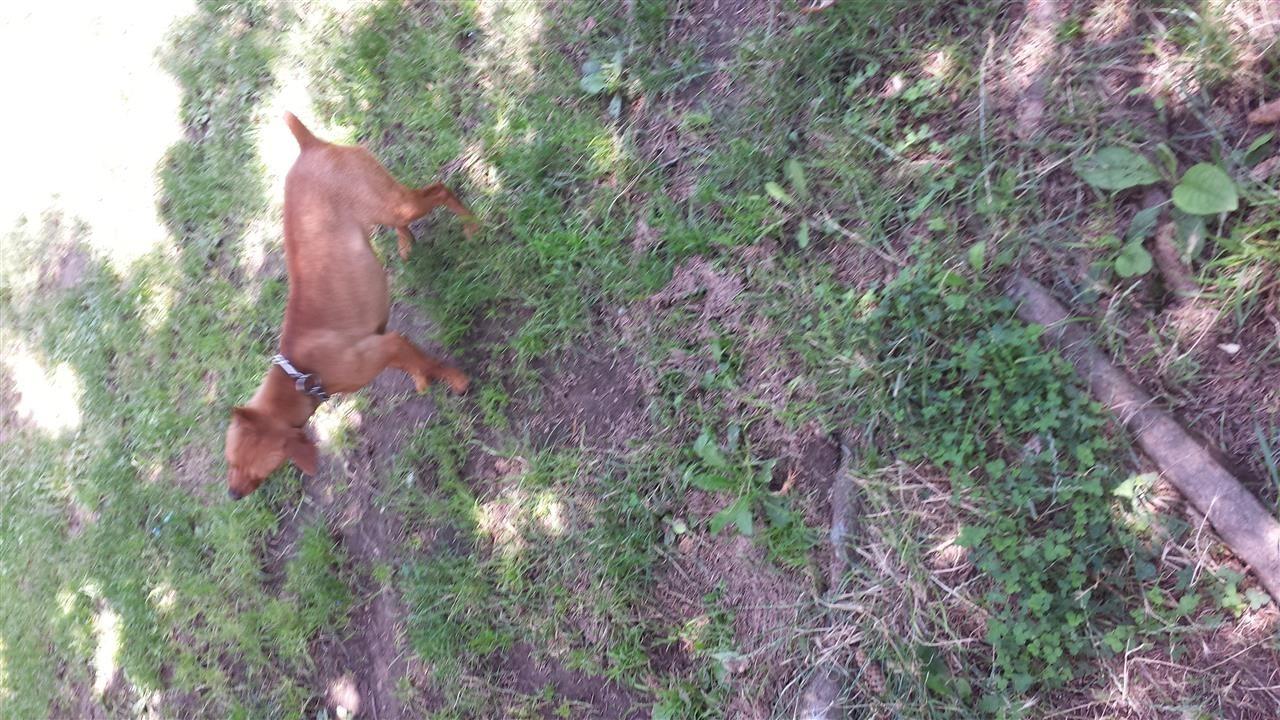 Mini-doberman----pinqier--
