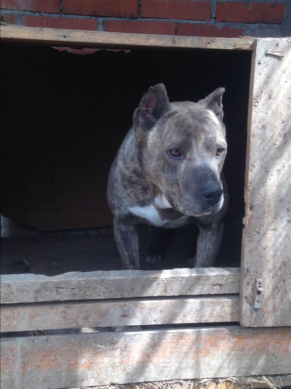 Pitbull